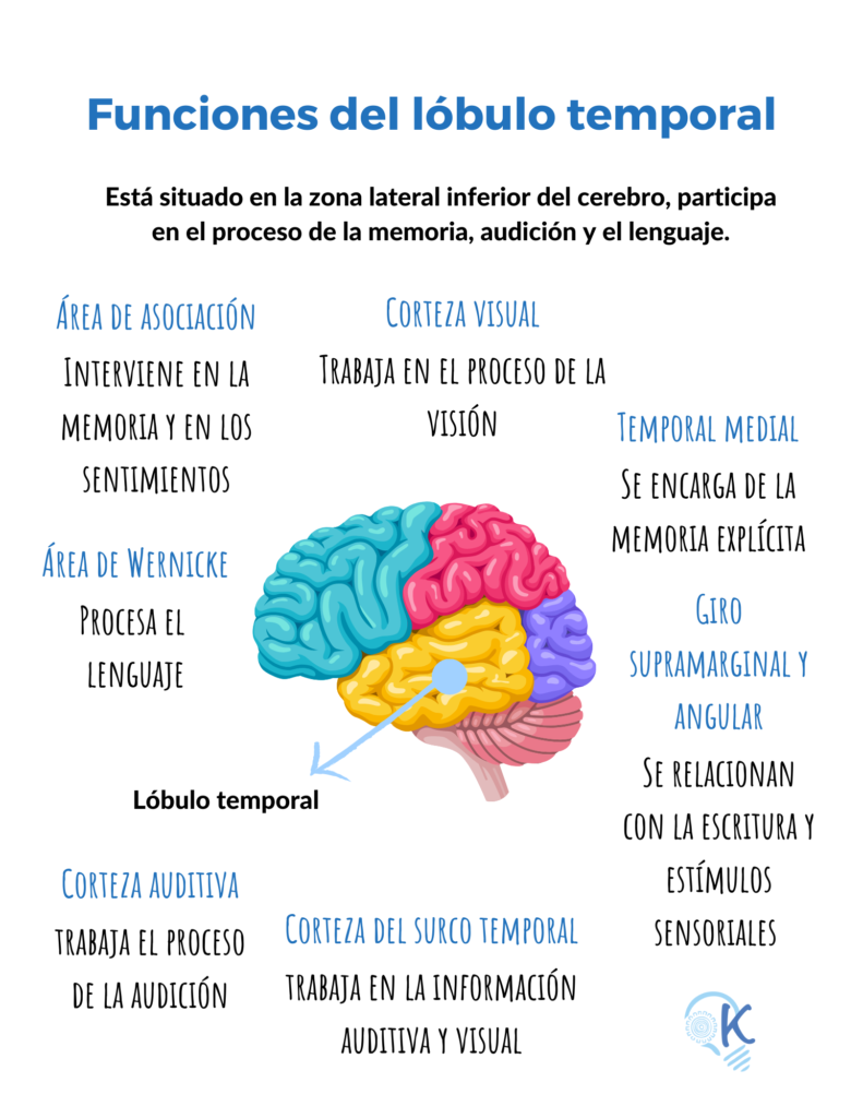 el cerebro y aprendizaje